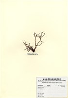 藏品(肉質盾果藻)的圖片